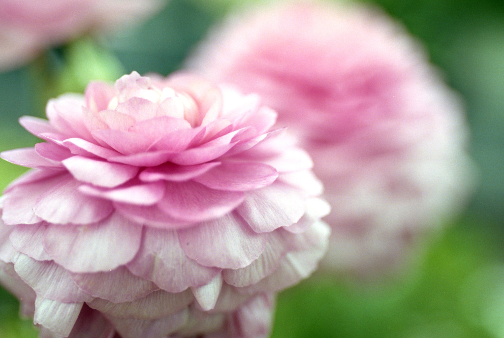 福井県総合グリーンセンター06