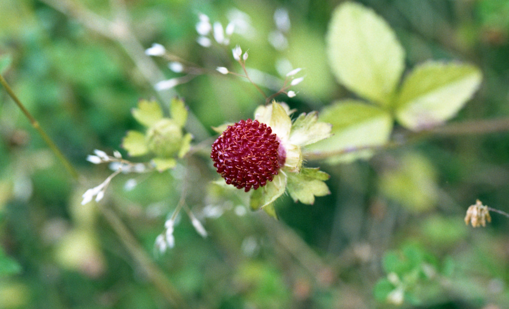 足羽川　板垣橋河川敷08