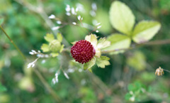 足羽川　板垣橋河川敷08