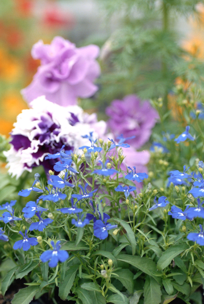 福井県総合グリーンセンター15