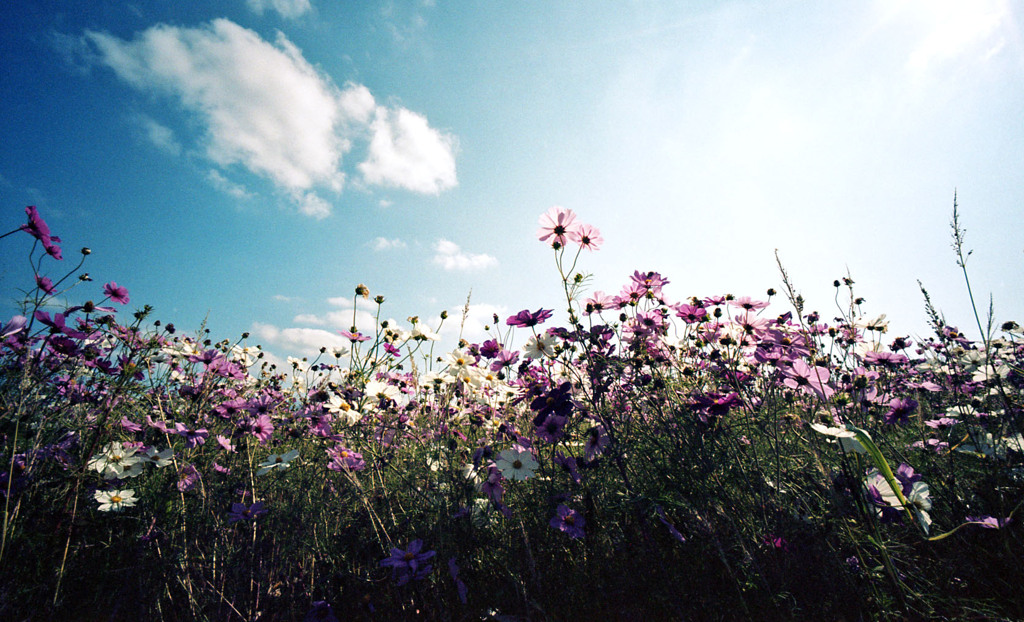 あわら市伊井　コスモス畑07