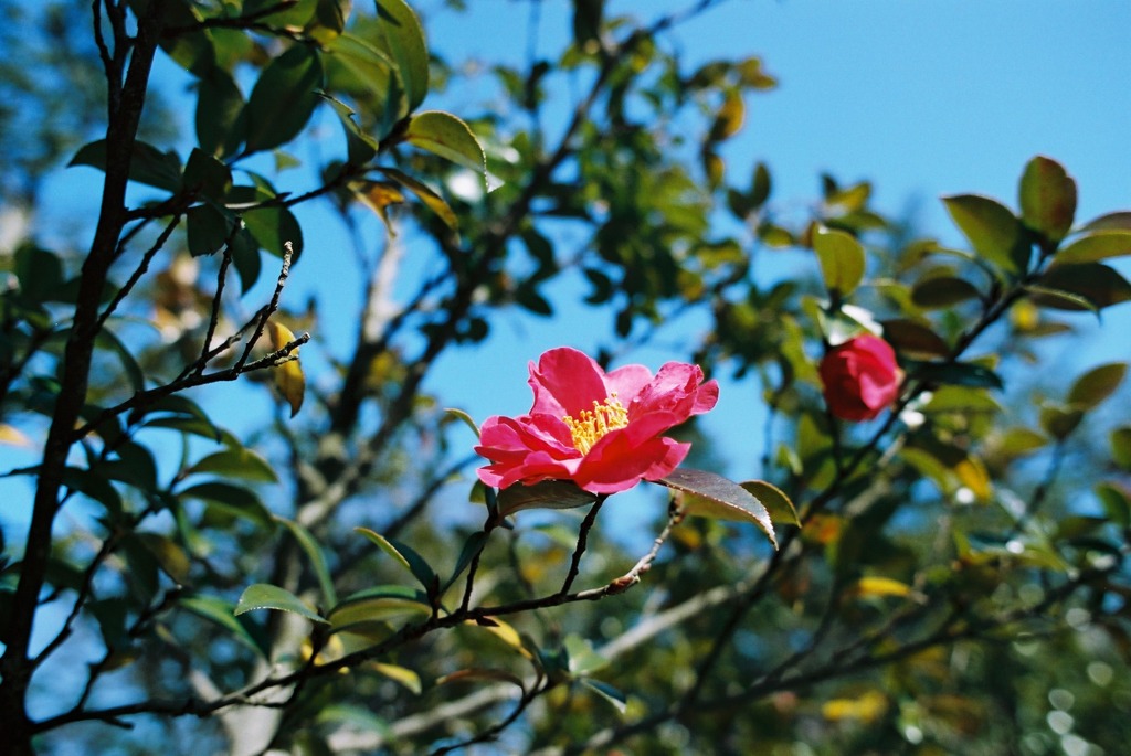 福井市中央公園　椿？02