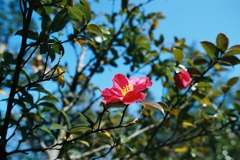 福井市中央公園　椿？02