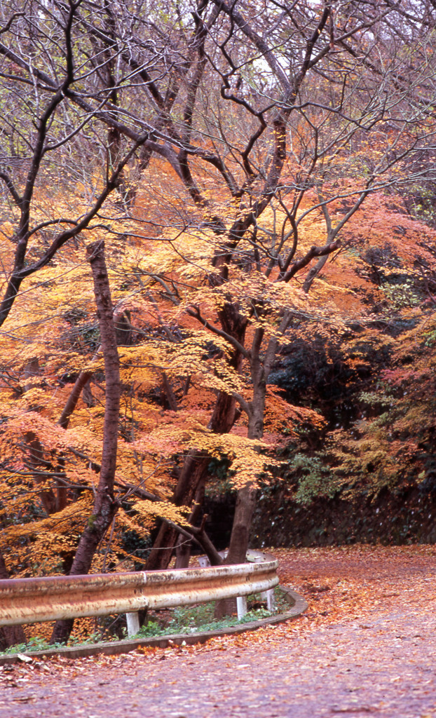 福井市八幡山Ｈ24.11　03