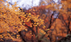 福井市八幡山Ｈ24.11　01