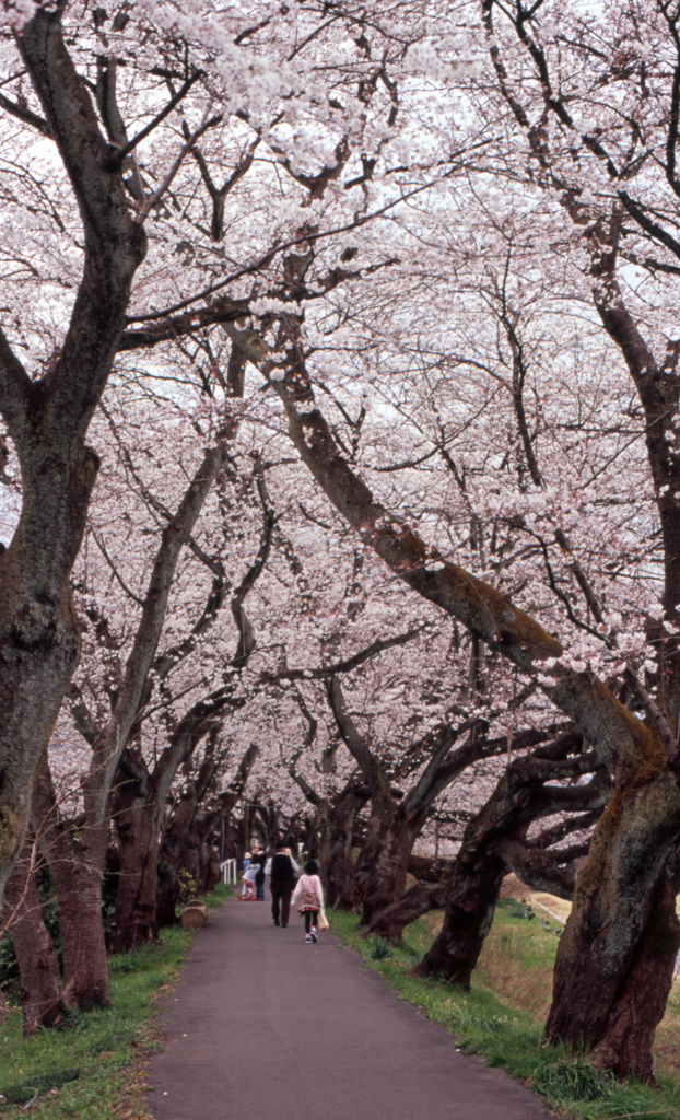 足羽川　桜並木　Ｈ25.04　04