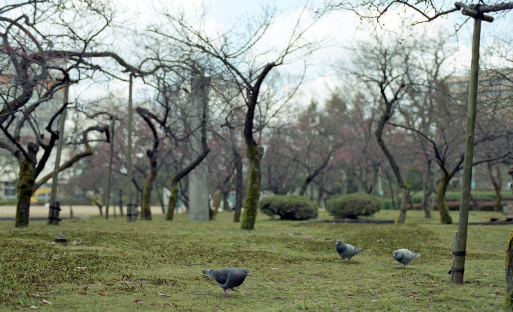 福井市中央公園４月上旬01
