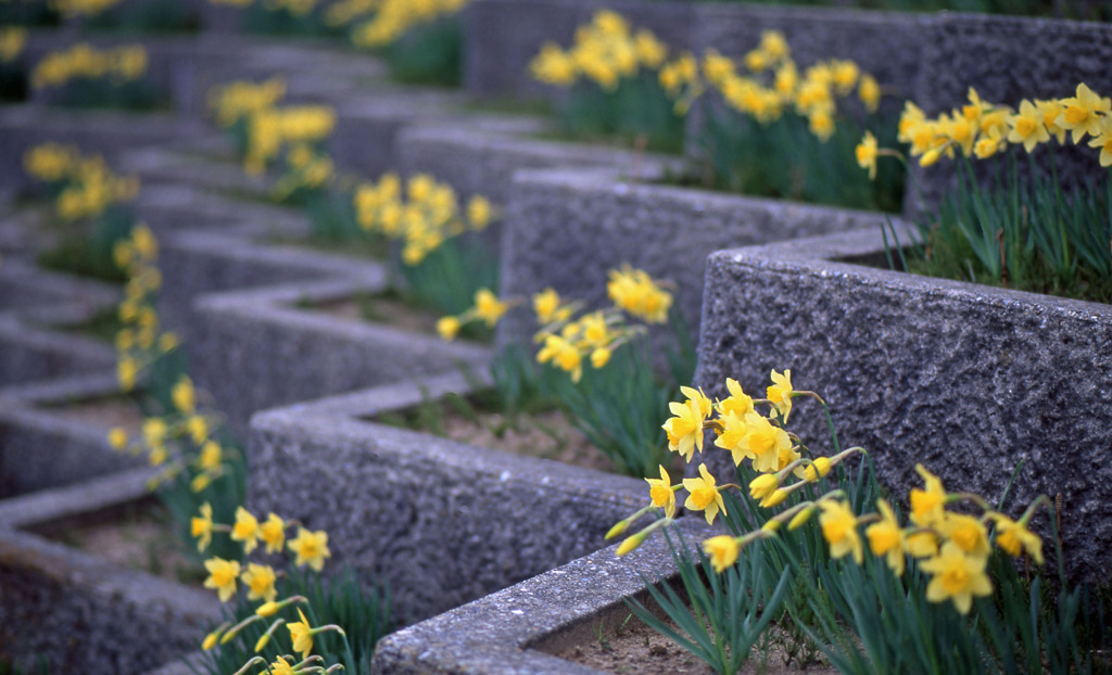福井市鴨渡公園Ｈ24.4.7　01