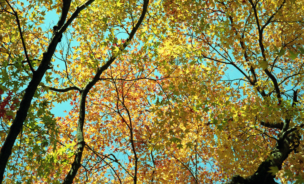 福井市中央公園Ｈ24.11　09