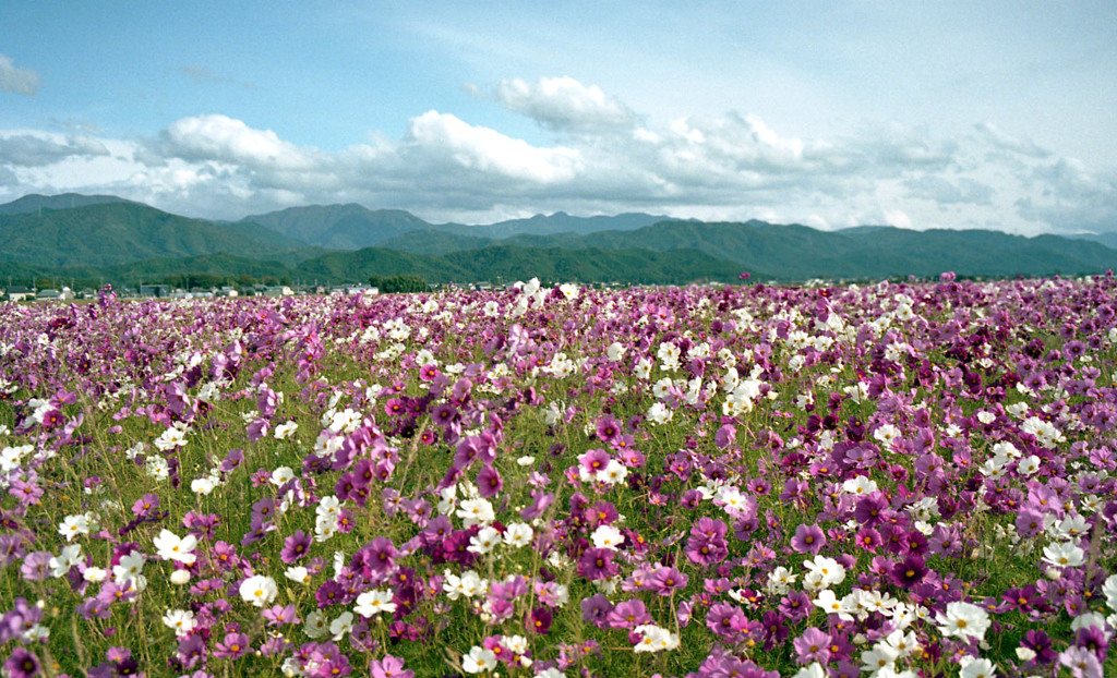 あわら市伊井　コスモス畑01