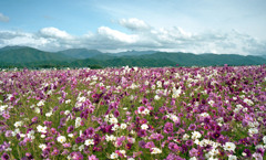 あわら市伊井　コスモス畑01