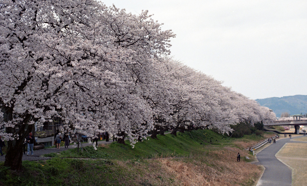 足羽川　桜並木05