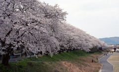 足羽川　桜並木05