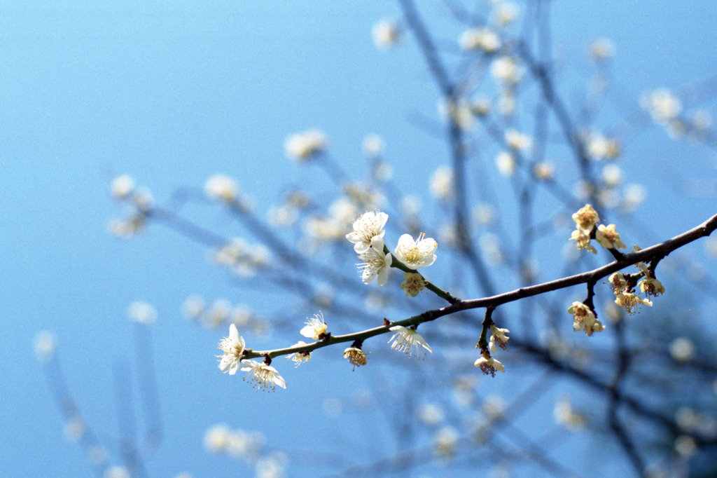 福井市中央公園　梅01