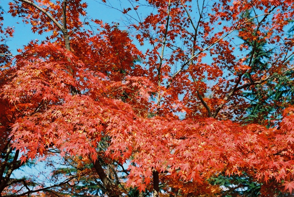 福井市中央公園04