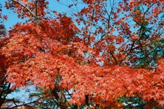 福井市中央公園04