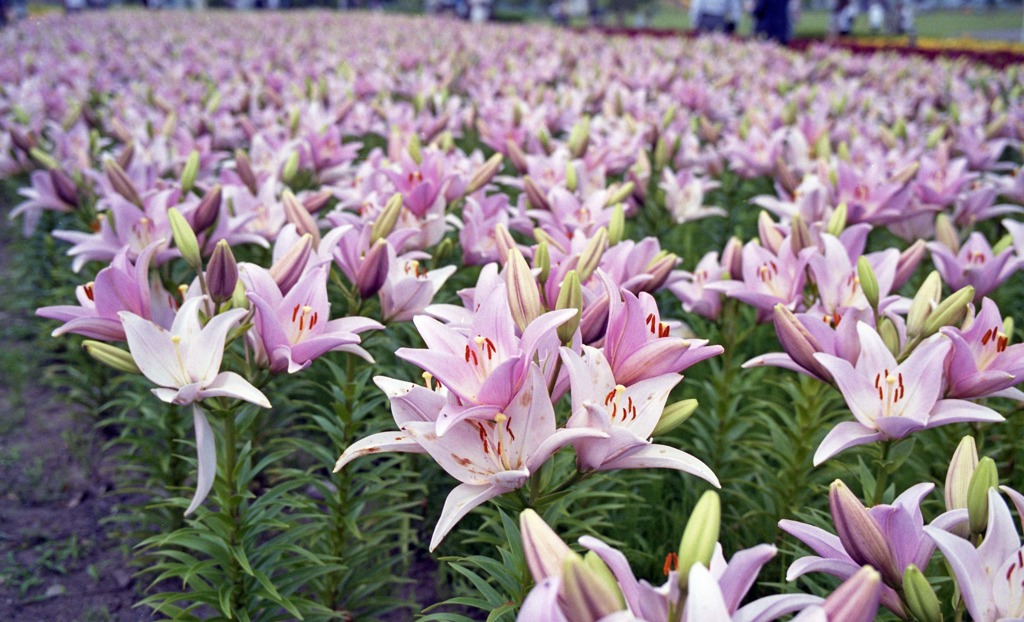 ゆりの里公園　6月中旬頃02