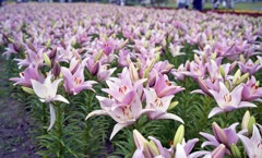 ゆりの里公園　6月中旬頃02