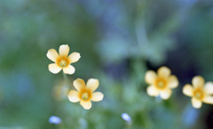 足羽川　板垣橋河川敷06