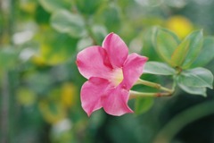 総合グリーンセンター　熱帯展示温室01