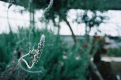 越前岬水仙ランド　ハーブ温室01