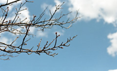 福井県庁お堀４月上旬03