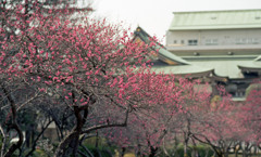 福井市中央公園４月上旬18