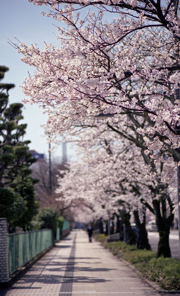 福井市さくら通り４月中旬02