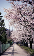 福井市さくら通り４月中旬02