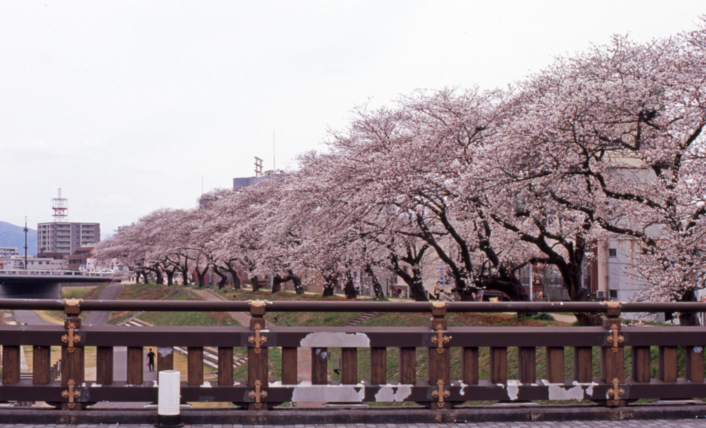 足羽川　桜並木　Ｈ25.04　03