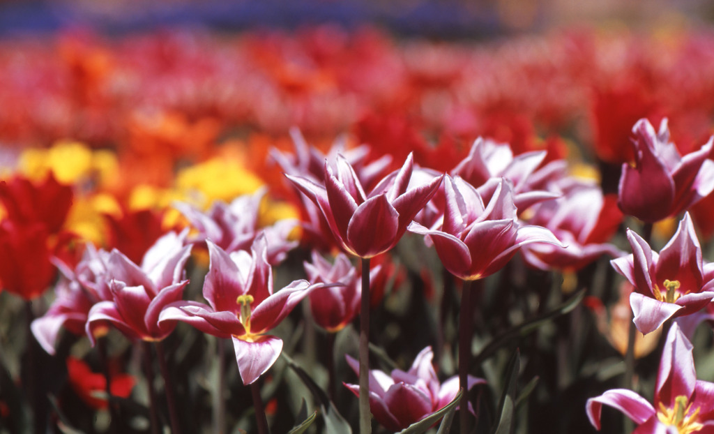 2012となみチューリップフェアＨ24.4.28　01