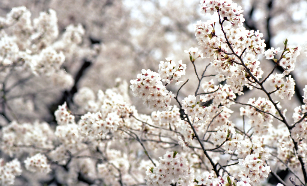 足羽川桜並木４月中旬04