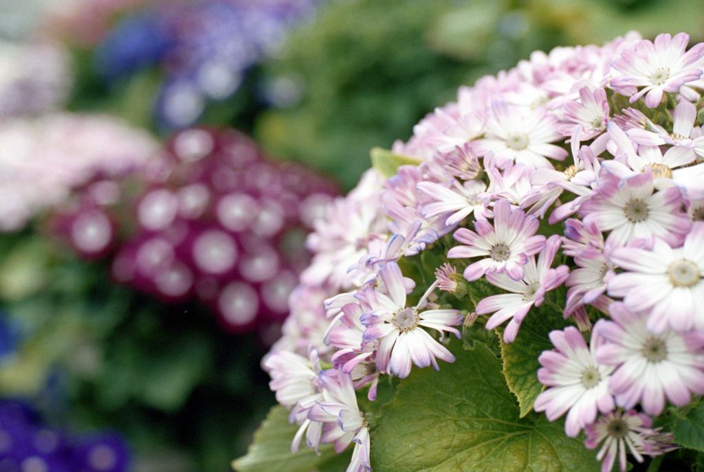 福井県総合グリーンセンター11