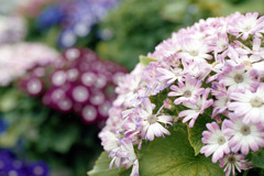 福井県総合グリーンセンター11