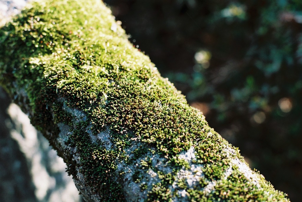 丸岡城　北西側階段02