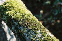 丸岡城　北西側階段02