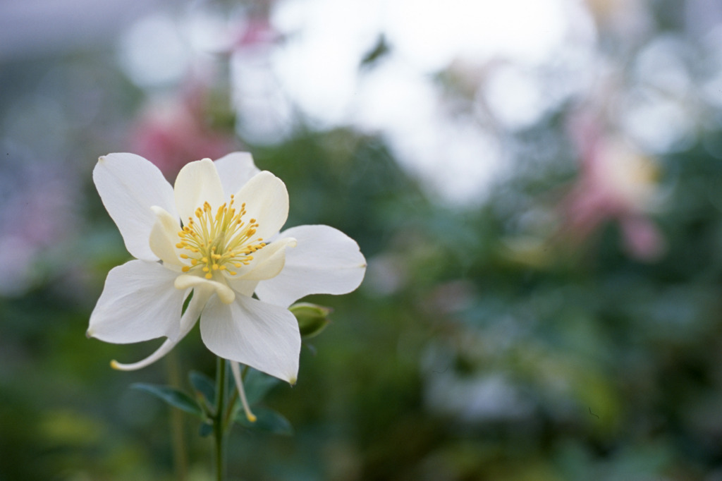 福井県総合グリーンセンターH23.4.2　05