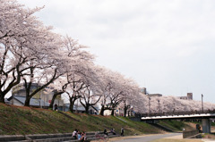 足羽川　桜並木03