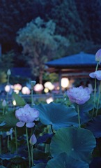 南越前町　花はす公園Ｈ23.7.17　11