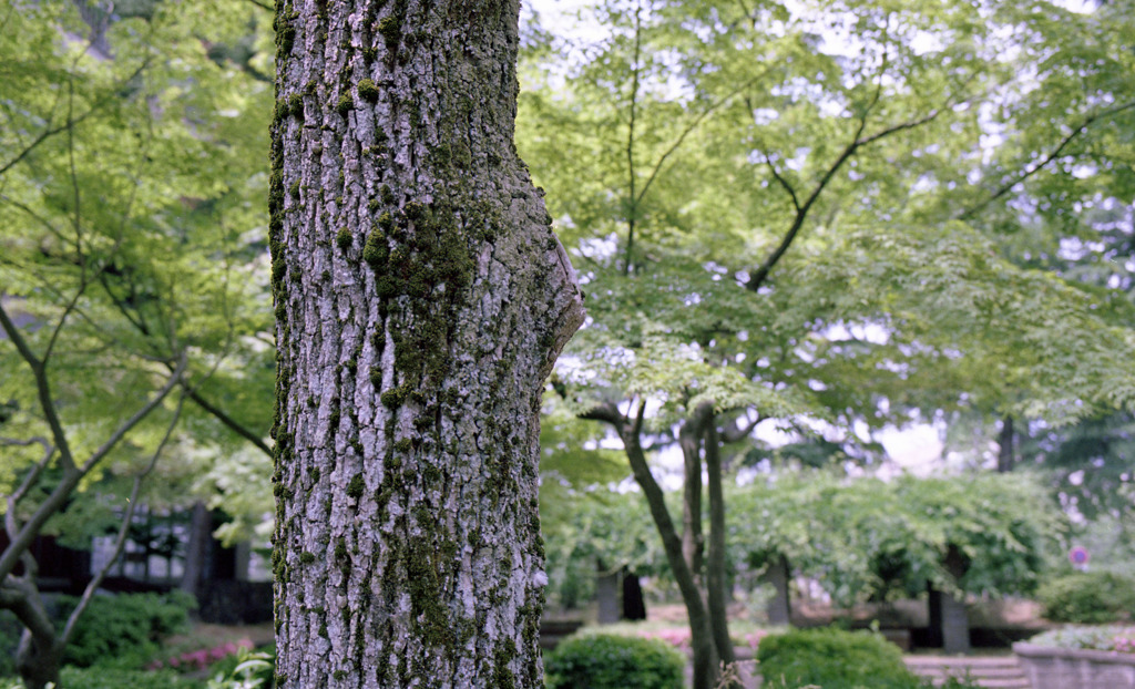 福井市中央公園