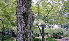 福井市中央公園