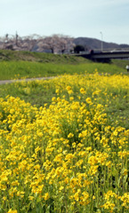 菜の花ロード01