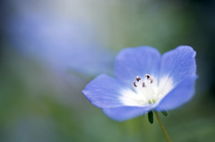 福井県総合グリーンセンターH23.4.2　08