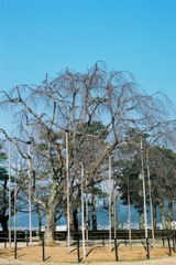 丸岡城　しだれ桜（Ｈ23.2.26）