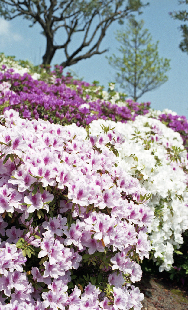 鯖江　西山公園03