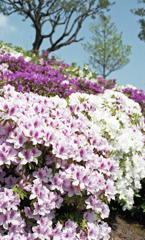 鯖江　西山公園03