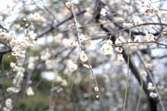 福井県総合グリーンセンター02