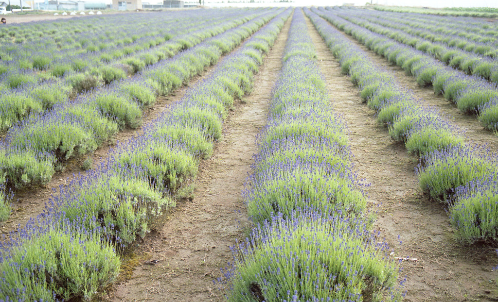 三国町加戸　ラベンダーファームＨ23.6.11　02
