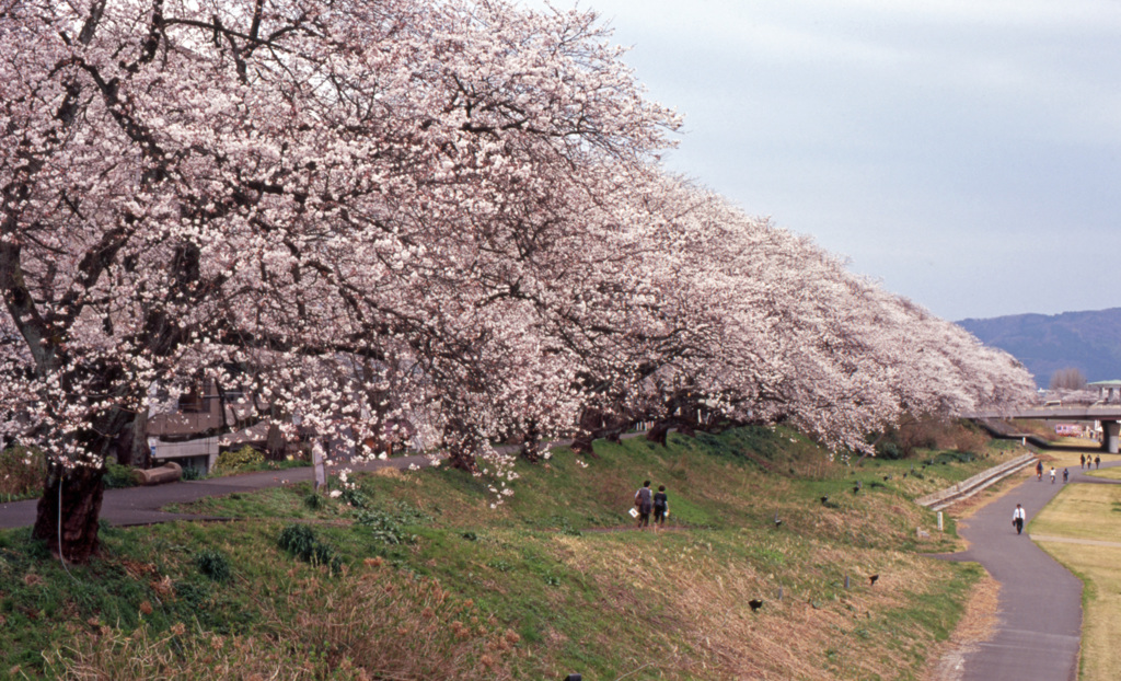 足羽川　桜並木　Ｈ25.04　02