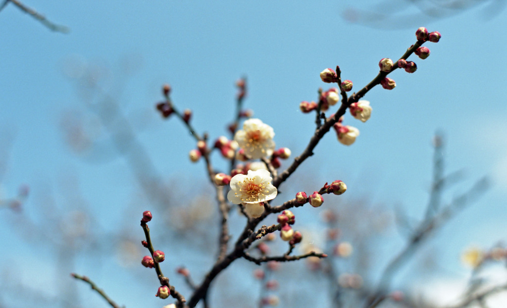福井市中央公園４月上旬08